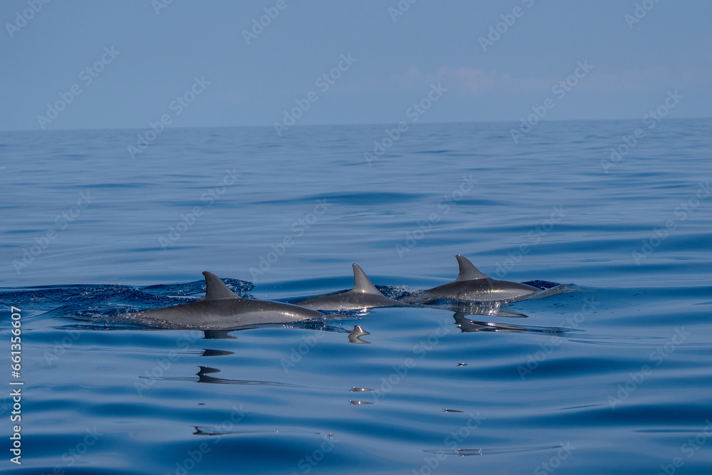 Fototapeta premium Dauphin sauvage à Lovina beach, Bali