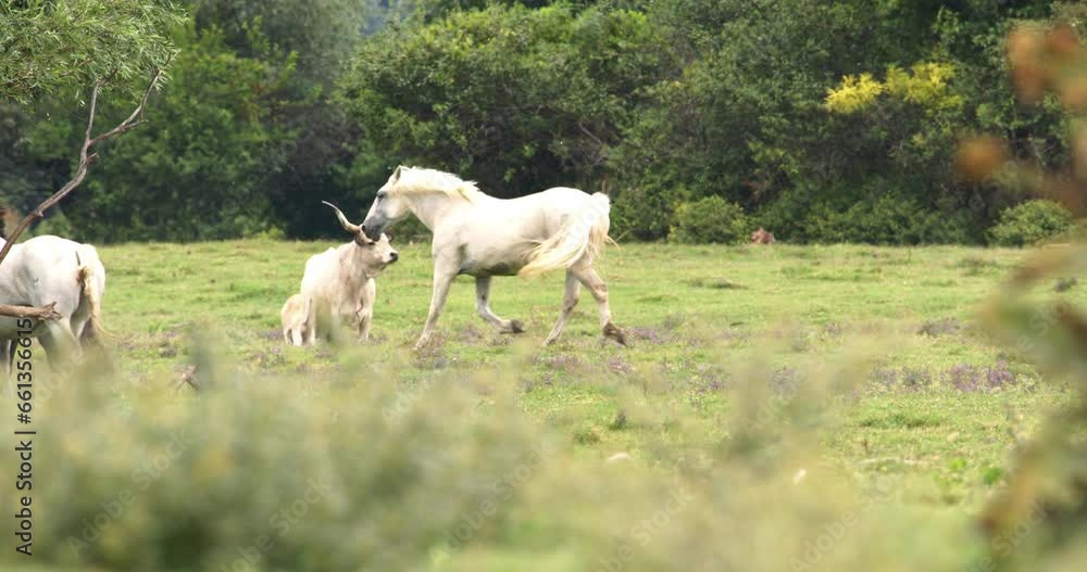 A herd of horses is galloping in the meadow A herd of horses is galloping in the meadow