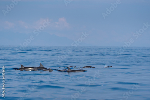 Dauphin sauvage à Lovina beach, Bali