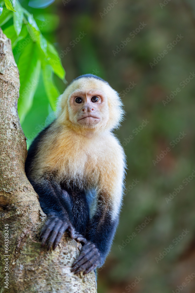 Colombian white-faced capuchin (Cebus capucinus) on tree, Manuel Antonio National Park, Costa Rica wildlife Colombian white-faced capuchin (Cebus capucinus) on tree, Manuel Antonio National Park, Costa Rica wildlife