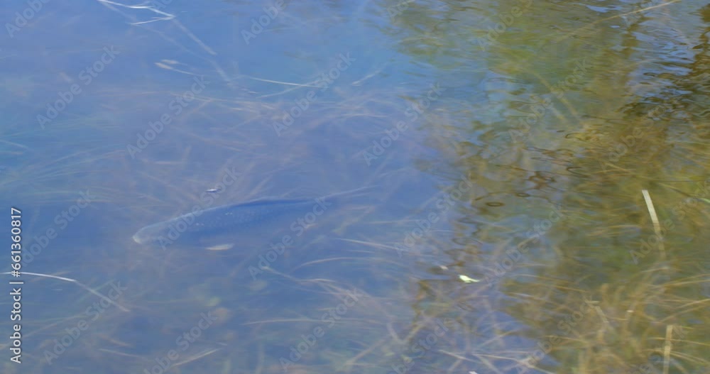 The Prussian carp (Carassius gibelio) breeding in flooded meadow of Lonjsko polje, Croatia The Prussian carp (Carassius gibelio) breeding in flooded meadow of Lonjsko polje, Croatia