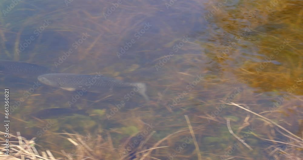 The Prussian carp (Carassius gibelio) breeding in flooded meadow of Lonjsko polje, Croatia The Prussian carp (Carassius gibelio) breeding in flooded meadow of Lonjsko polje, Croatia