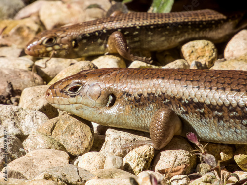 Eastern Water Skink in Queensland Australia