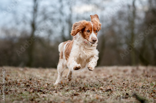 Adorable welsh springer spaniel dog breed running. Cute healthy happy dog.