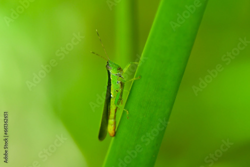 grasshopper on a leaf