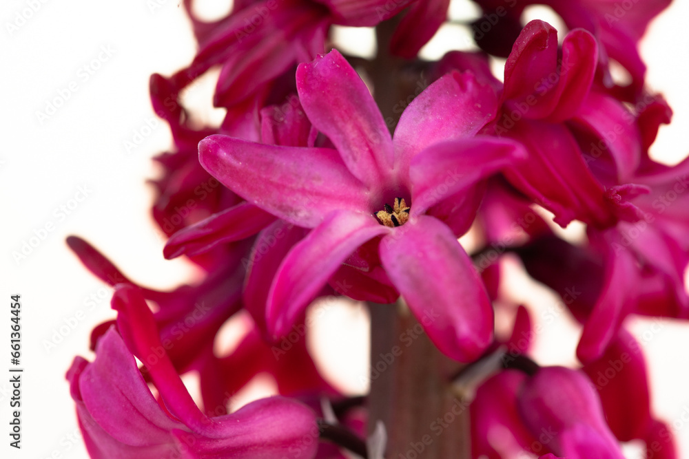Red hyacinth plant, close-up. Blooming hyacinth spring flowers for publication, poster, calendar, post, screensaver, wallpaper, banner, cover. High quality photo