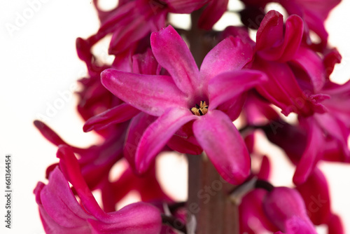 Red hyacinth plant  close-up. Blooming hyacinth spring flowers for publication  poster  calendar  post  screensaver  wallpaper  banner  cover. High quality photo