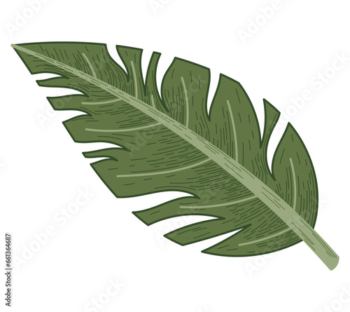 Decorative tropical flat leaf of Monstera. Vector isolated natural plant illustration, sketch style.