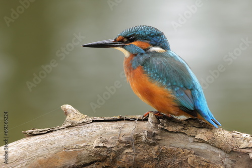 Kingfisher bird © pinkf