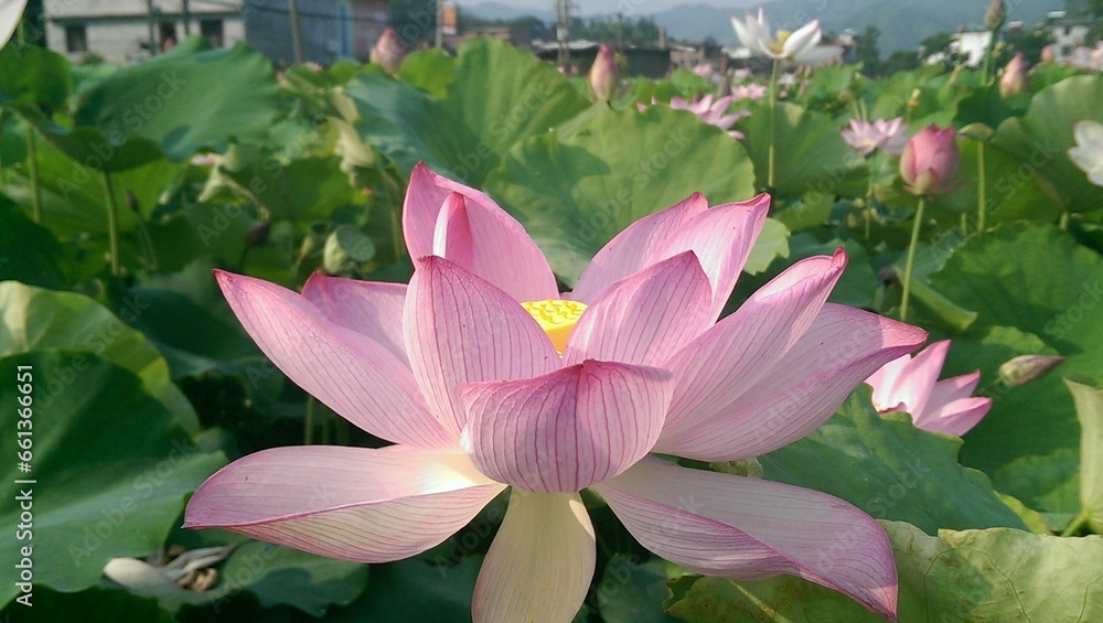 a beautiful pink flower on green leaves in the garden near a building