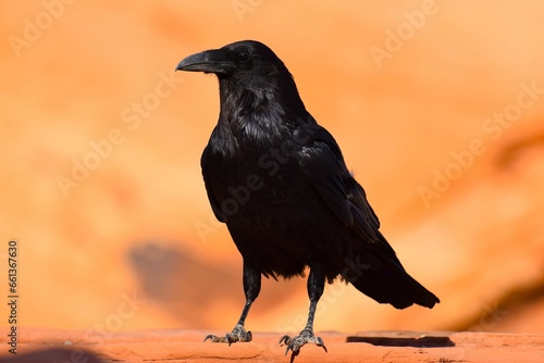 Closeup of a black raven in Valley of Fire State Park, NV photo