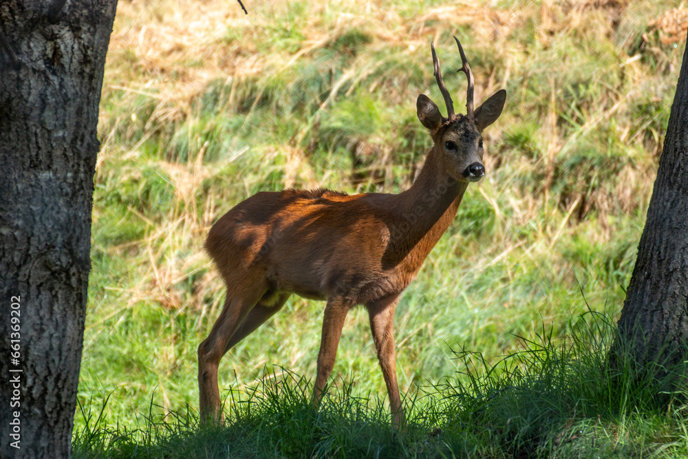 roe deer small wild fawn woods and fields Italy roe deer small wild fawn woods and fields Italy