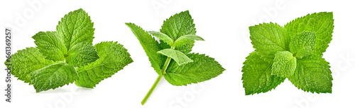Collage mix set of Fresh leaf of mint green herbs ingredient for mojito drink, isolated on white background. Mint leaves cutout