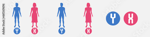 X and Y chromosomes