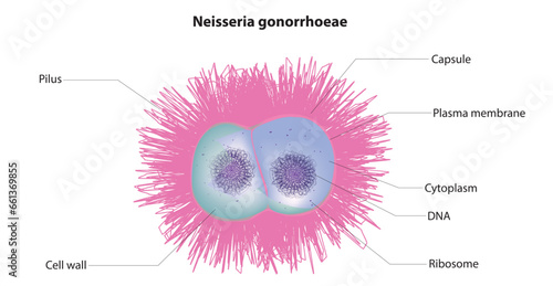 neisseria gonorrhoeae structure, gonorrhea anatomy, labeled diagram of gonorrhea