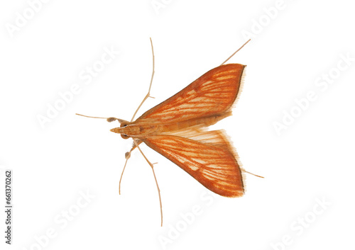 Red birch slender moth isolated on white background, Caloptilia betulicola photo