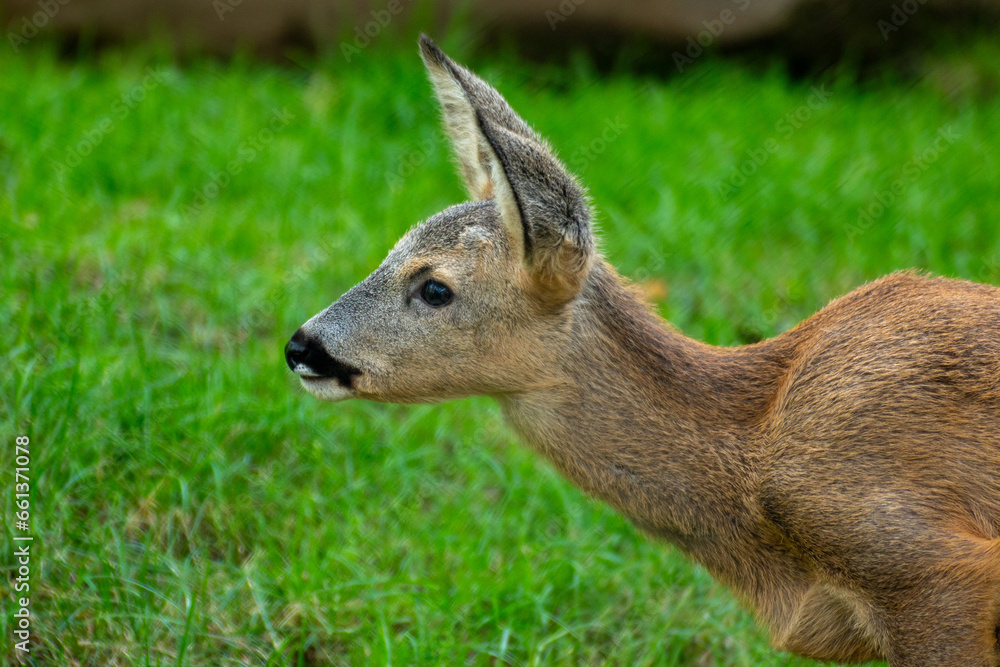 roe deer small wild fawn woods and fields Italy roe deer small wild fawn woods and fields Italy