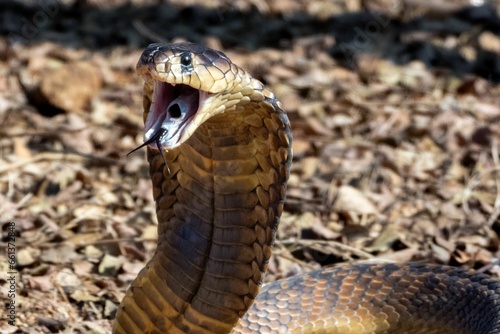a cobra is about to strike with its mouth open and tongue out