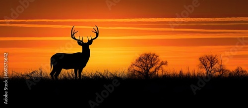 Texas farmland sunset silhouette of whitetail deer buck With copyspace for text