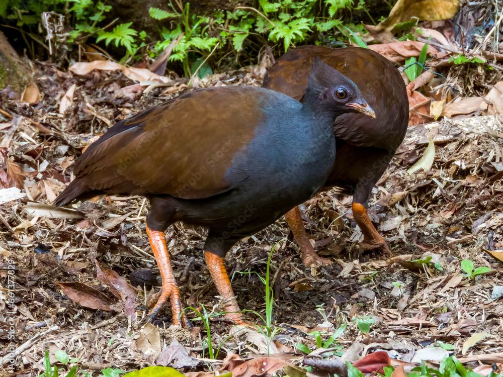 Orange-footed Scrubfowl in Queensland Australia Orange-footed Scrubfowl in Queensland Australia