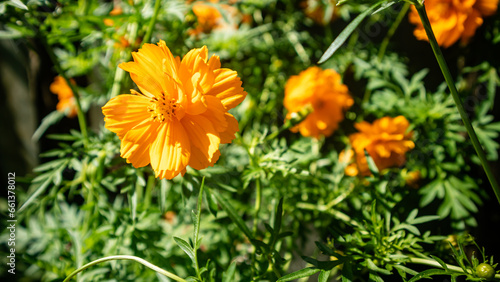 The beautiful cosmos sulphureus flowers are golden yellow