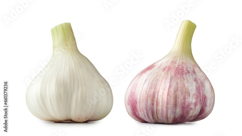 Raw garlic. Set of white and purple garlic. Raw heads of young garlic isolated on a white