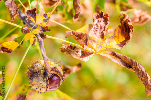 Kastanie, Samen mit Kapsel der Gewöhnlichen Rosskastanie (Aesculus hippocastanum) photo