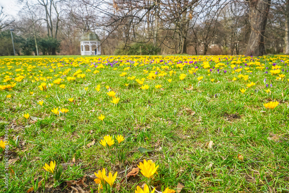 Krokusblüte, Krokusse (Crocus) als Stillleben, Nahaufnahme und Detailansicht