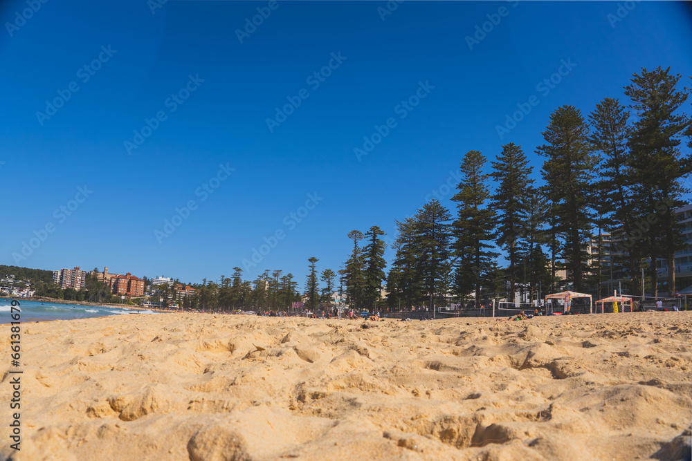 Manly Beach Sydney, Australia. Pines at beach, trees