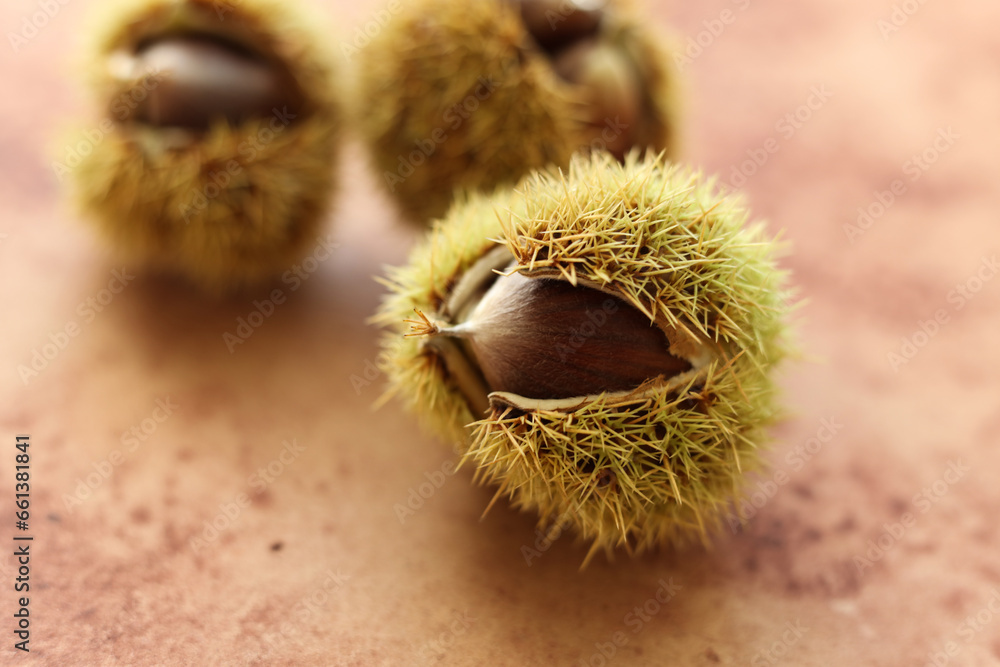 a close up of edible chestnut on a brown watercolor background