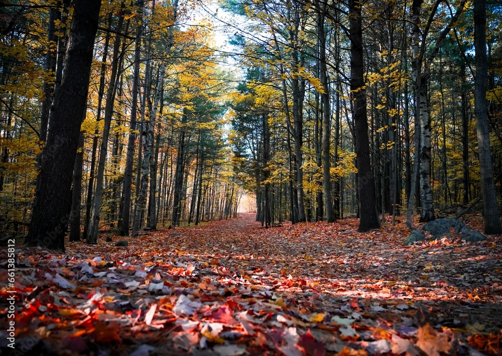 Scenic view of a pathway lined trees in autumn