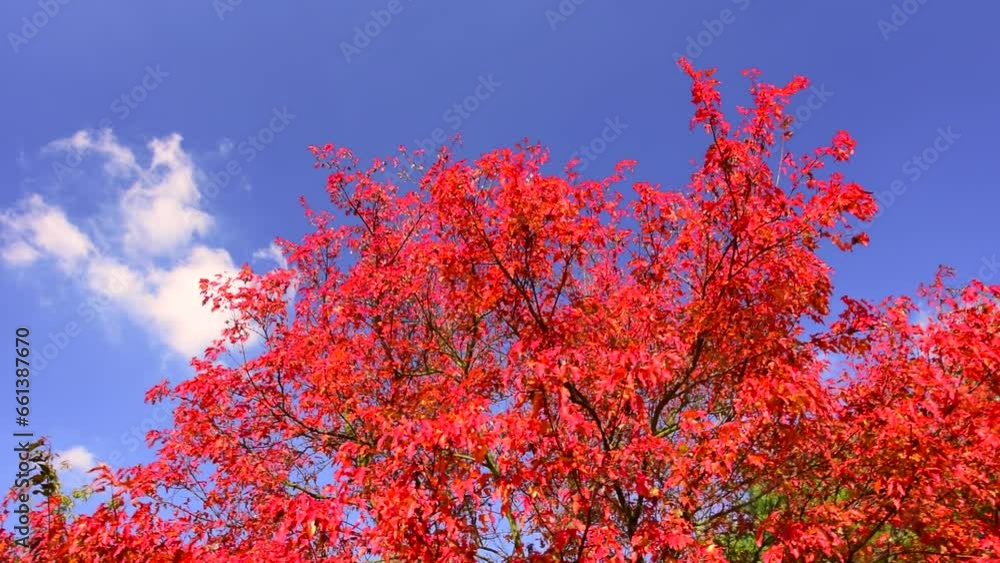 Beautiful red maple tree in autumn garden, blue clear sky. Calm scene, sunny day, parks, fall, botany, leafs, leaf, reds, color, nature, branch, trees, dry, park, view, pan, hd. ProRes 422 HQ. Beautiful red maple tree in autumn garden, blue clear sky. Calm scene, sunny day, parks, fall, botany, leafs, leaf, reds, color, nature, branch, trees, dry, park, view, pan, hd. ProRes 422 HQ.