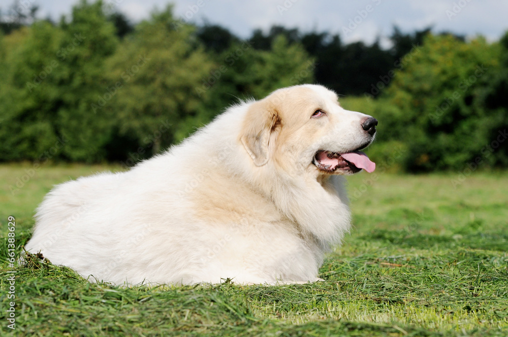 herd protection, dog great pyrenees lying in the field and guard herd protection, dog great pyrenees lying in the field and guard