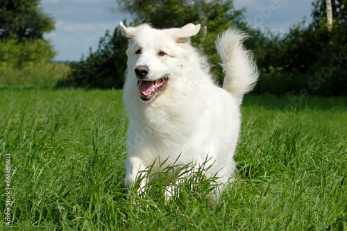 dog great pyrenees running on meadow