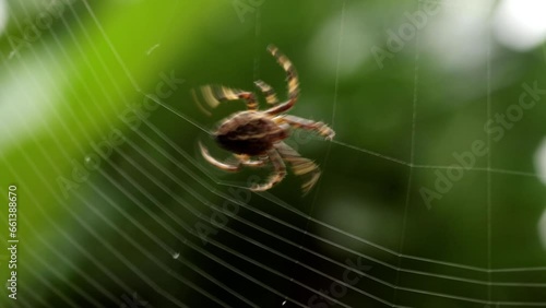 Garden spider spinning a web in England, UK. (ID: 661388670)