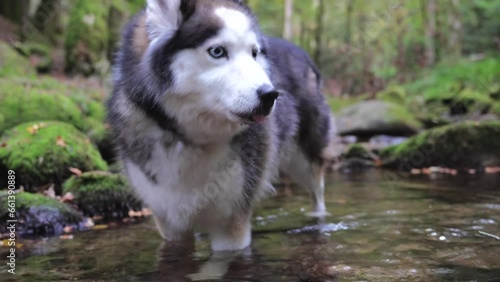 Dog Husky Walk and Play and Smile 