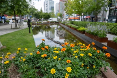 Photography Tree and stream in Hongik park near Hongik University Station, Seoul, South Korea
