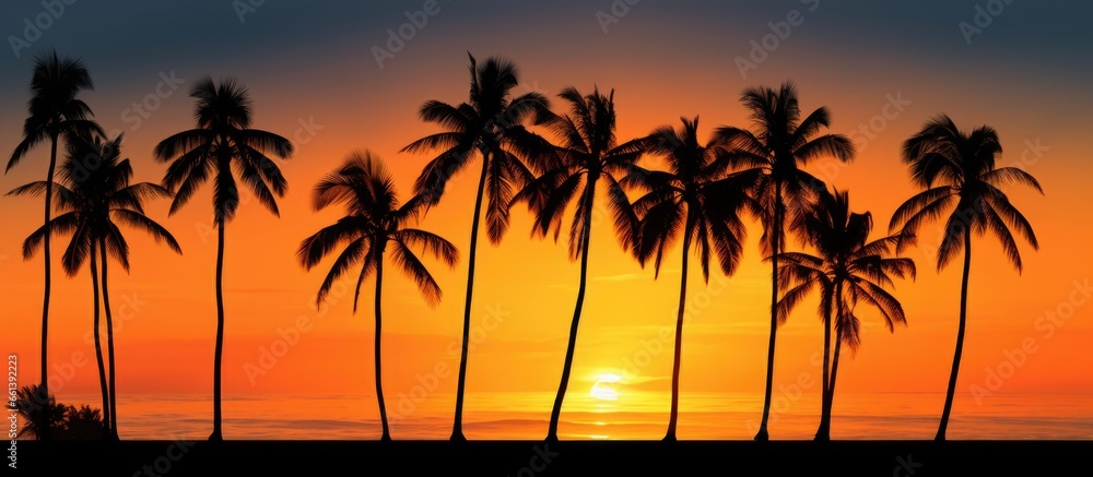 Palm tree shadows at dusk With copyspace for text