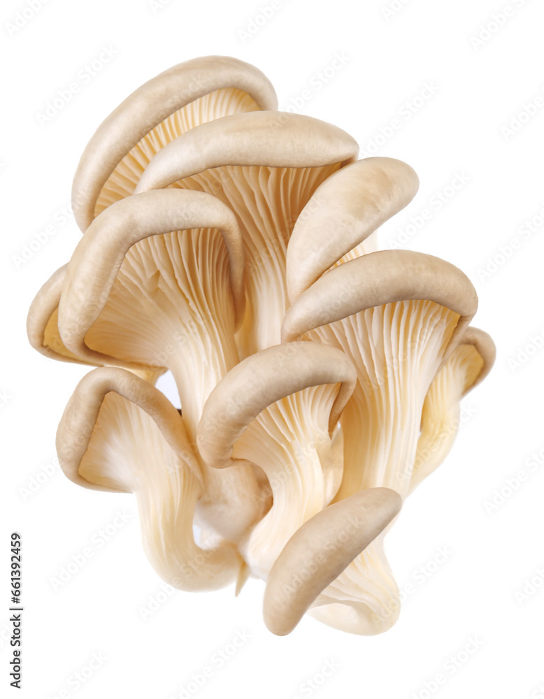 Bunch of oyster mushrooms isolated on a white background. Ripe oyster mushrooms. Bunch of oyster mushrooms isolated on a white background. Ripe oyster mushrooms.