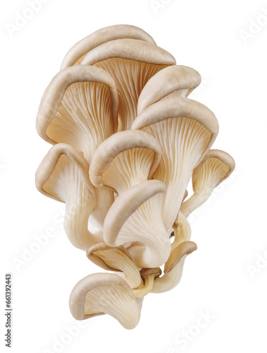 Bunch of oyster mushrooms isolated on a white background. Ripe oyster mushrooms.