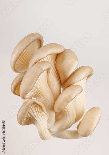 A bunch of oyster mushrooms on a white background. Ripe oyster mushrooms.