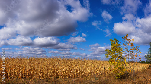 Agriculture yellow  field under the blue sky with clouds 