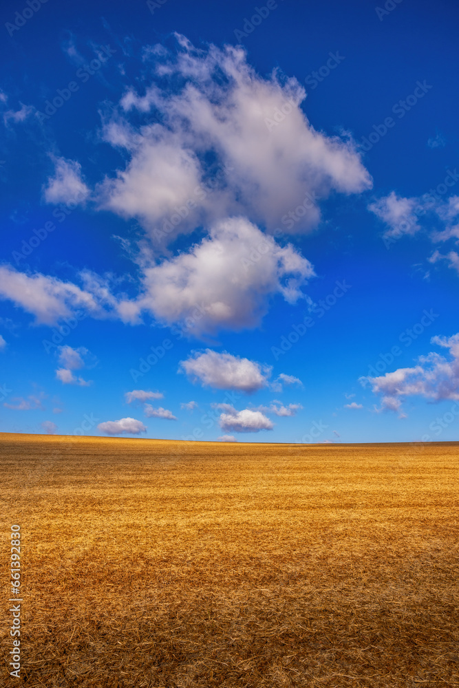 Yellow field after harvesting under a blue sky and floating white clouds Yellow field after harvesting under a blue sky and floating white clouds