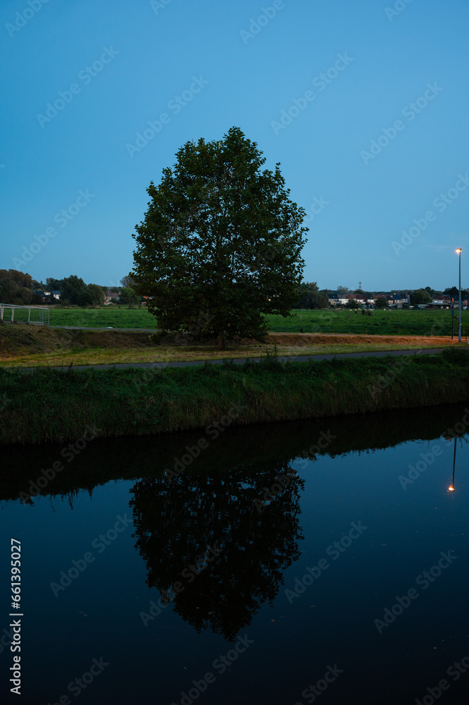 Reflecting tree at the banks of the river Dender during blue hour, Denderleeuw, Flemish Region, Belgium