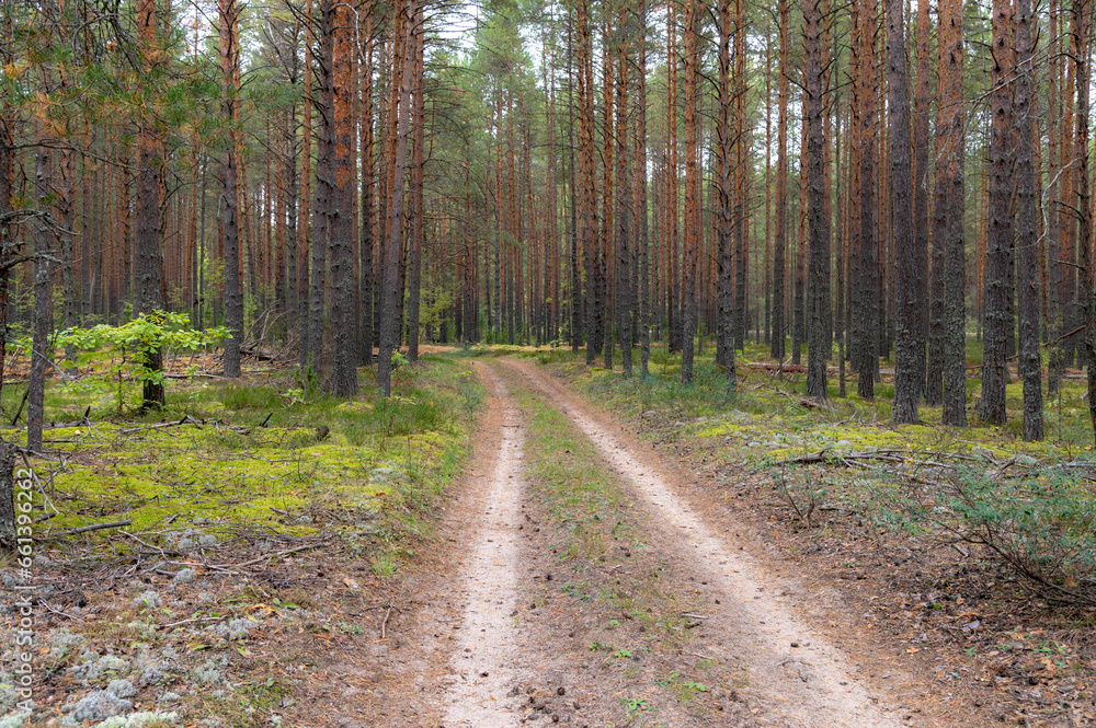 Fototapeta premium path in the woods