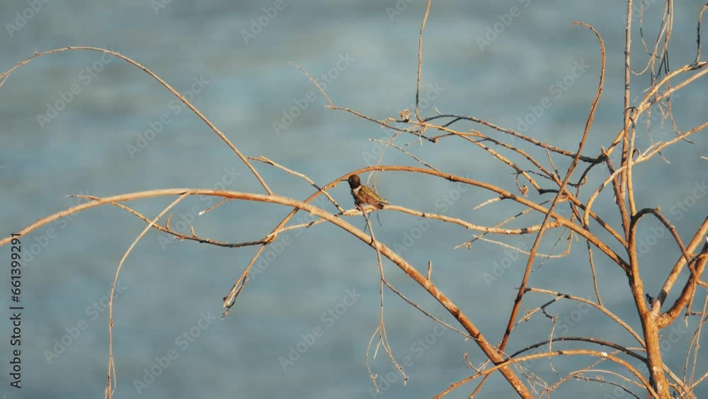 Small hummingbird perched on branch Small hummingbird perched on branch