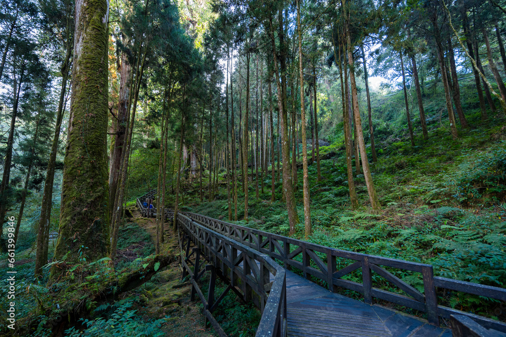 Taiwan Alishan national forest recreation area Taiwan Alishan national forest recreation area