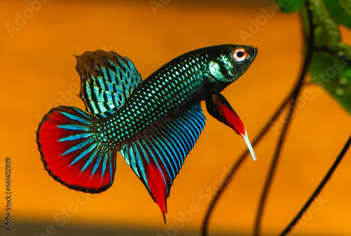 Male Siamese Fighting Fish (Betta Imbellis) isolated on black background.