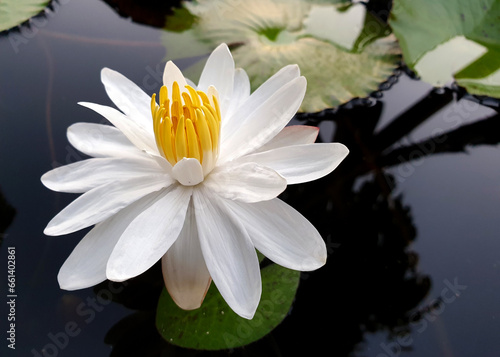 White water lily in with green leaves the pond. (Nymphaea alba)