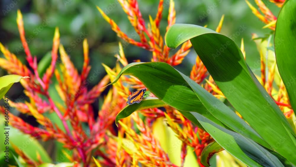 Hawaiian butterfly resting on a bromeliad plant in the sun Hawaiian butterfly resting on a bromeliad plant in the sun